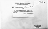 Erysiphe berberidis image